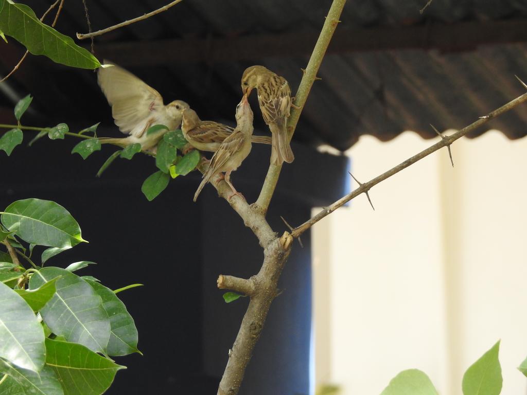 The Coral Tree Boutique Homestay Agra  Exterior foto